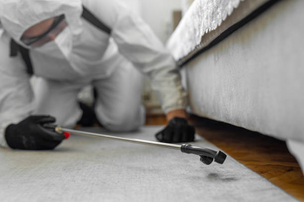 Professional Bed Bug Control technician working in Ellsworth, ME